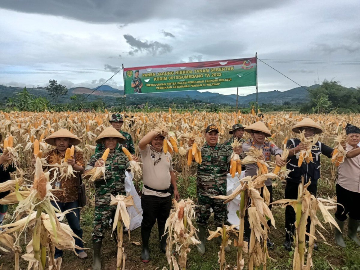 Dukung Ketahanan Pangan Kodim Sumedang Panen Raya Jagung PORTAL BELA