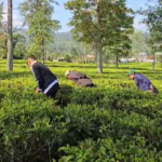 PTPN 1 Regional 2 Kebun Cisaruni Gelar “Sabtu Bersih” Wujud Nyata Kepedulian terhadap Lingkungan