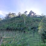 Gerakan Kolaborasi Hijau ke-60: Hijaukan Bukit Cinta Kembar yang Curam