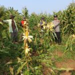 Polres Cianjur Panen 10 Ton Jagung Hibrida, Dukung Program Ketahanan Pangan Nasional